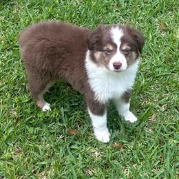 Alize - Red tri female Miniature Australian Shepherd puppy in Lyman, Mississippi from Bayou Blues Farm