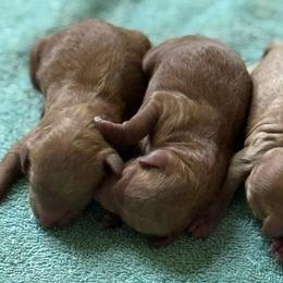 Boy 2 - Red  male Poodle puppy in Bettendorf, Iowa from Red Door Poodles