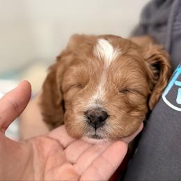 Hela - Red female Cavapoo puppy in Kalamazoo, Michigan from Sleeping Bear Kennels