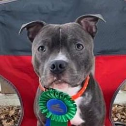 Dak - Staffordshire Bull Terrier