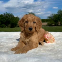 Willa - Apricot female Goldendoodle puppy in Osage City, Kansas from Golden Ridge Goldens