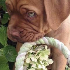 Dogues de Bordeaux from RockenCash DDB Kennel