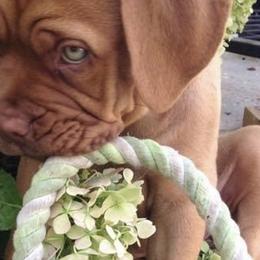 Dogues de Bordeaux from RockenCash DDB Kennel