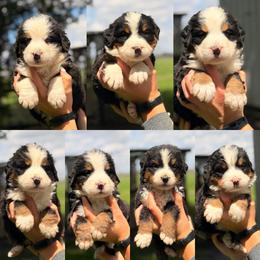 Male 1 - Tri-color male Bernese Mountain Dog puppy in New Haven, Indiana from Maumee Berners