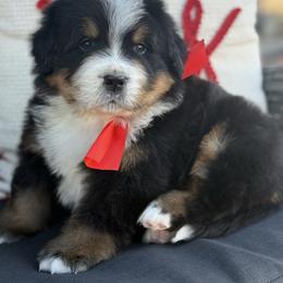 Bernard - Black and rust male Bernese Mountain Dog puppy in Purcell, Oklahoma from Swiss Berner Bears