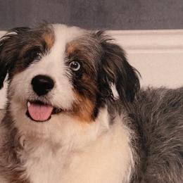 Aussiedoodles from All Dogs go to Heaven