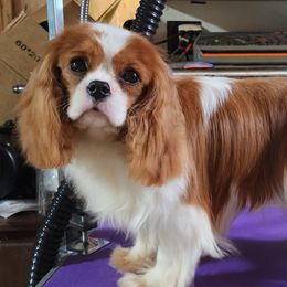Leo - Cavalier King Charles Spaniel