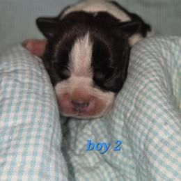 Boy 2 - Brindle and white male Boston Terrier puppy in St. Agatha, Maine from Spruce Valley Miniature Dachshunds & Boston Terriers