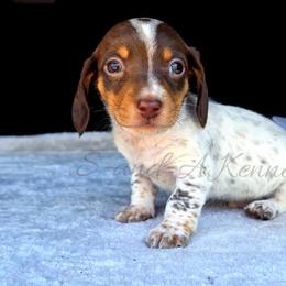 Eeyore - Piebald male Dachshund puppy in Quitman, Mississippi from S-and-A Kennels