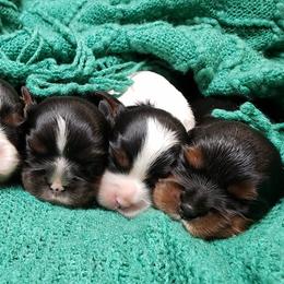 Cavalier King Charles Spaniel Puppies from Heritage Garden Cavaliers