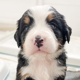 Bernedoodle and Bernese Mountain Dog Puppies from MI Doodles