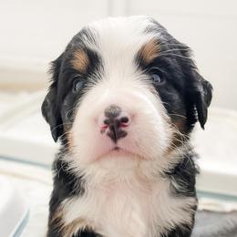 Bernedoodle and Bernese Mountain Dog Puppies from MI Doodles