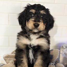 Charlotte - Tri-color female Bernedoodle puppy in Phelan, California from PuppyPaws4U