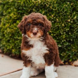 Aussiedoodle, Cavapoo, and Miniature American Shepherd Puppies from Maddilyn Dennett