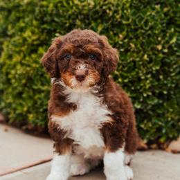 Aussiedoodle, Cavapoo, and Miniature American Shepherd Puppies from Maddilyn Dennett