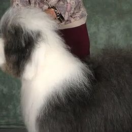 Old English Sheepdogs from Haystac's Old English Sheepdogs