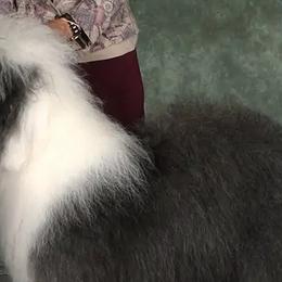 Old English Sheepdogs from Haystac's Old English Sheepdogs