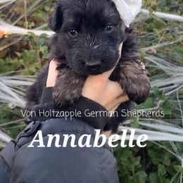 German Shepherd Puppies from Von Holtzapple German shepherds