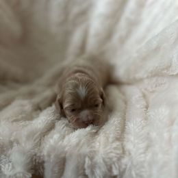 CKC Red Female - Red and white female Cockapoo puppy in Advance, North Carolina from Rome & Reign Farm