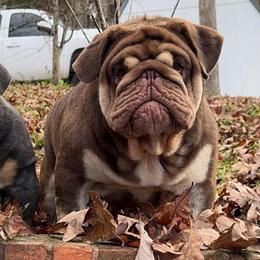 Crim - Bulldog