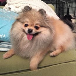Beagles and Pomeranians from Celtic Rose Kennels