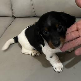 Emerald - Piebald female Dachshund puppy in Poplarville, Mississippi from Sarah’s Darling Dachshunds