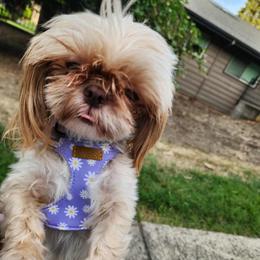 Maybe - Shih Tzu