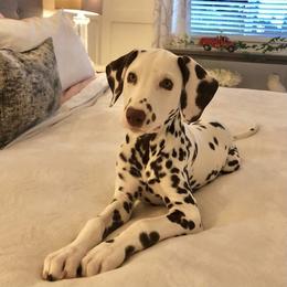 Dalmatian Puppies from Whispered Spots Dalmatians