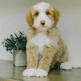Boy 5 - Red male Bernedoodle puppy in Spanish Fork, Utah from K Brand Doodles