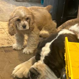 Pumpkin Pie - Buff female Cocker Spaniel puppy in Warrensburg, Missouri from Hirt House Saints