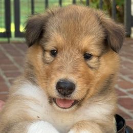 Dasher - Sable and white male Collie puppy in Eads, Tennessee from Savoy Collies