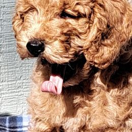 Copper - Red  male Poodle puppy in Advance, North Carolina from Silver Moon Poodles