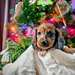 Nicholas - Dapple male Dachshund puppy in El Mirage, Arizona from Sunset Dachshunds