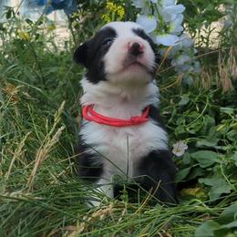 Jörde - Black and white male Border Collie puppy in Max, Nebraska from Stag Valley Homestead
