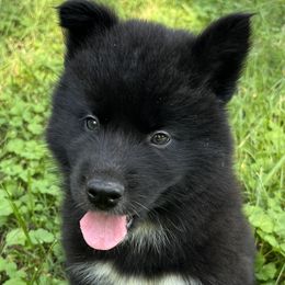 Zeke - Black male Siberian Husky puppy in Union Grove, Alabama from Southern Siberian Life