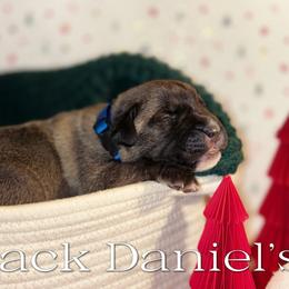 Jack Daniels - Fawn male Cane Corso puppy in Jacksonville, North Carolina from Cor Dei Cane Corso