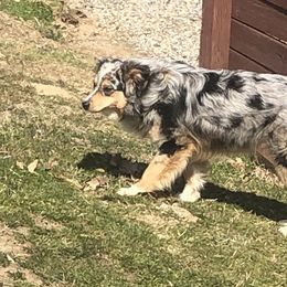 Daisy - Australian Shepherd
