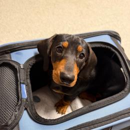 Beauty - Black and tan female Dachshund puppy in Pope, Mississippi from Anna’s Mini Doxies