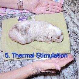 Toy Australian Shepherd Puppies from Reflections of Star Crest Kennel