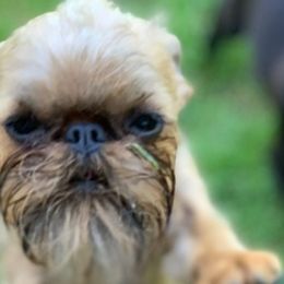 Brussels Griffons from Critter918