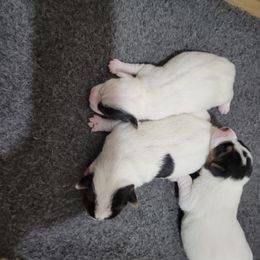 Jack Russell Terrier Puppies from Shepherd Park Kennels