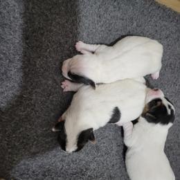 Jack Russell Terrier Puppies from Shepherd Park Kennels