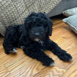 Green mini - Black male Poodle puppy in Millville, New Jersey from Michelle's Doodles