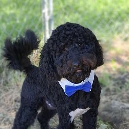 Relic - Goldendoodle