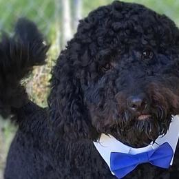 Relic - Goldendoodle
