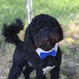 Relic - Goldendoodle