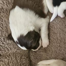 Benson - White and red male Border Collie puppy in Chino Valley, Arizona from Dog Pond Border Collies