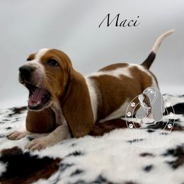 Maci - Mahogany and white female Basset Hound puppy in Dingess, West Virginia from Tuckers' Howling Hounds