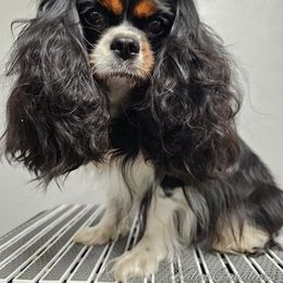 Cavalier King Charles Spaniel puppies from Kalon Cavaliers