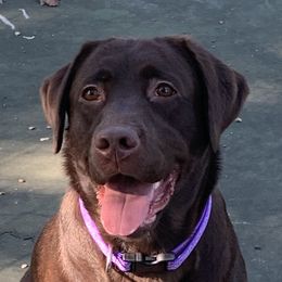 Fergie - Labrador Retriever